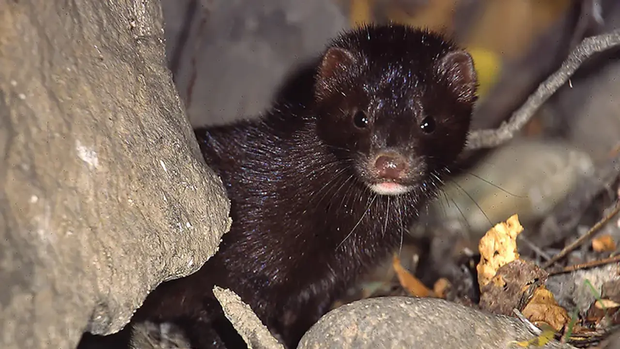 Vis&oacute; americ&agrave; al riu Gai&agrave;