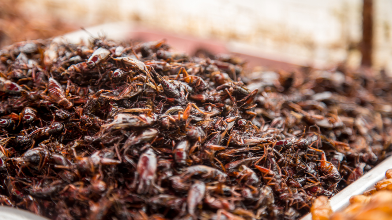 saltamartins-menjar-ex&ograve;tic-tradicional-mercats-carrer