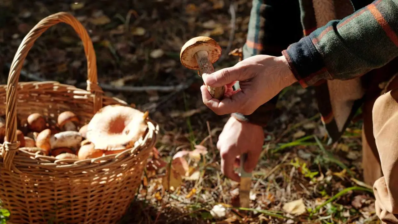 Cistell de bolets t&iacute;pics de tardor a Catalunya