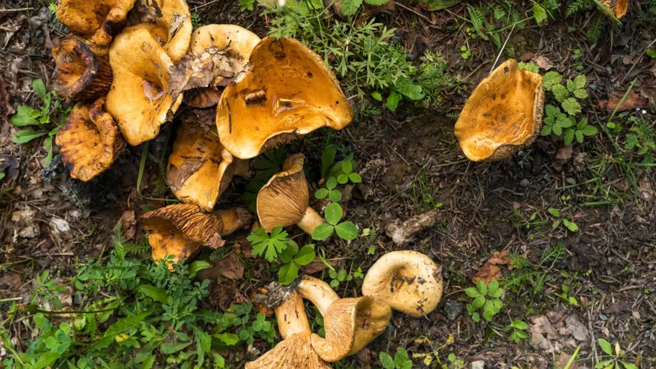 Seters al Parc Natural de Gorbeia