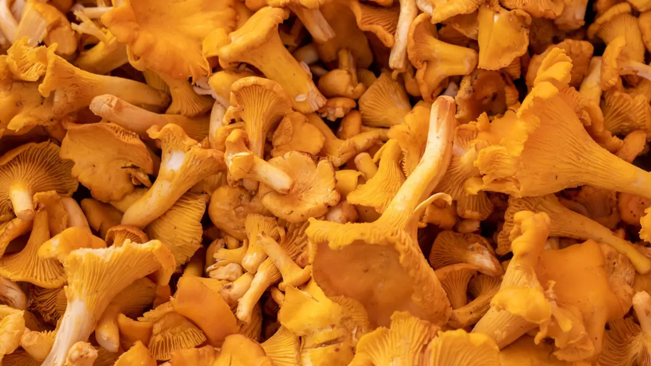 Boscos de Tarragona on trobar bolets