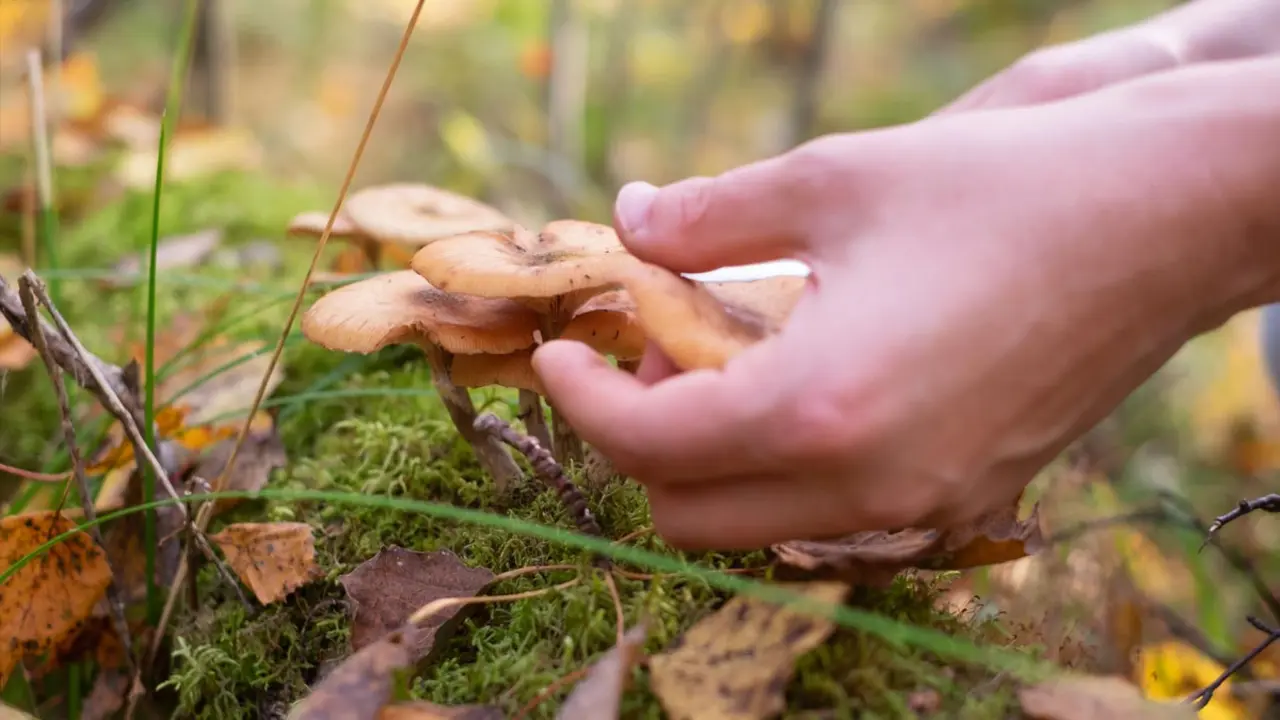Boletaires a la recerca del rovell&oacute; perfecte