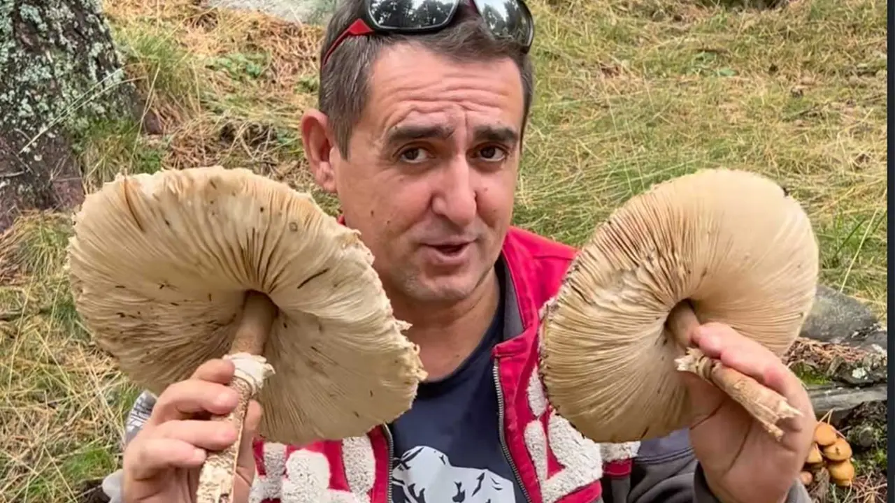 L&rsquo;apagallums m&eacute;s gran del bosc catal&agrave;. Imatge Instagram @arbur_vlogs