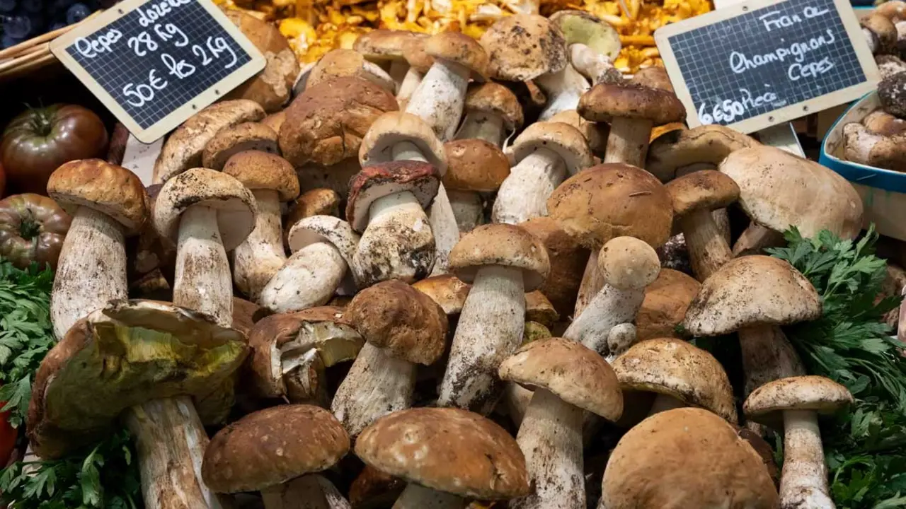 Boletaires al parc natural de Sant Lloren&ccedil; del Munt