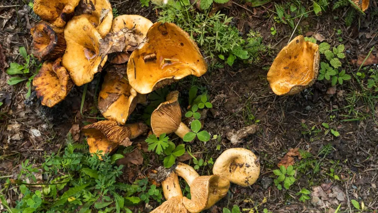 Boletaires a la recerca del rovell&oacute; perfecte