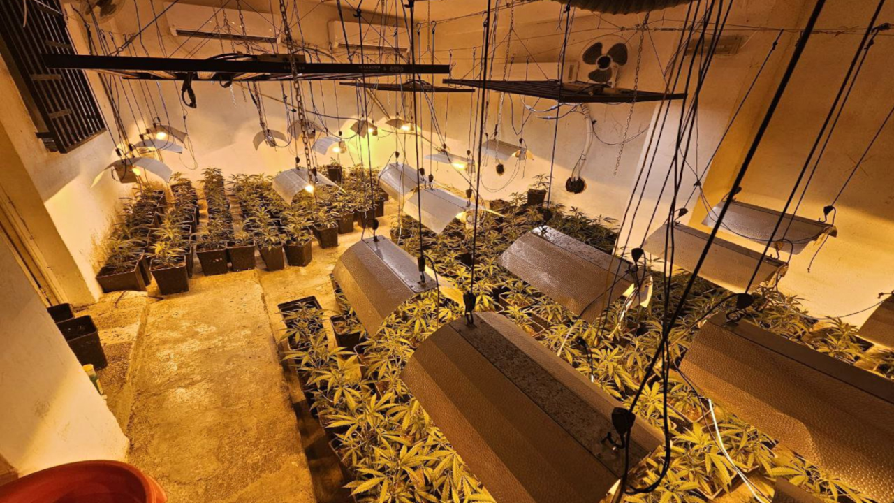 plantaci&oacute;-marihuana-montferri