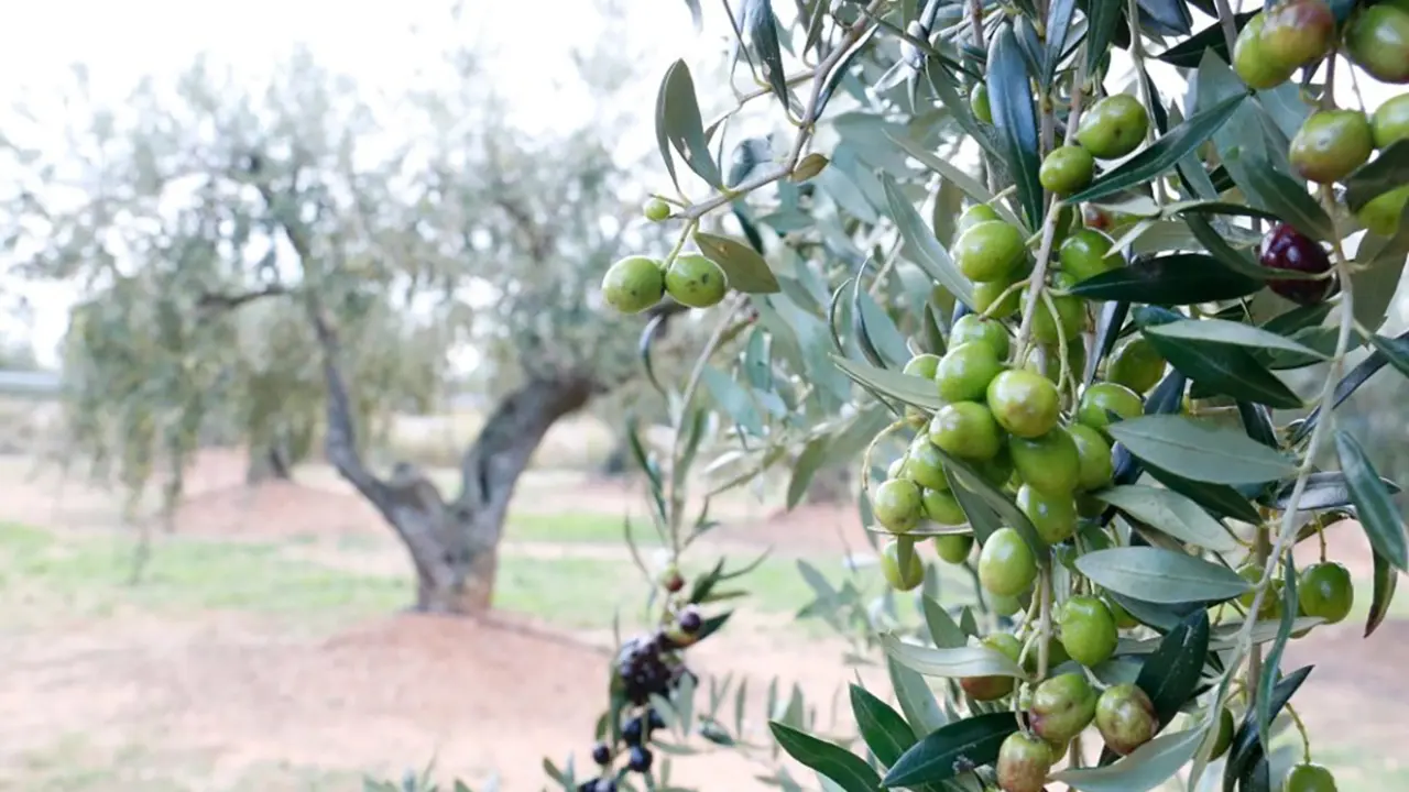 Presentaci&oacute; de la campanya 2025-2026 de la DOP Siurana a la Bisbal de Montsant