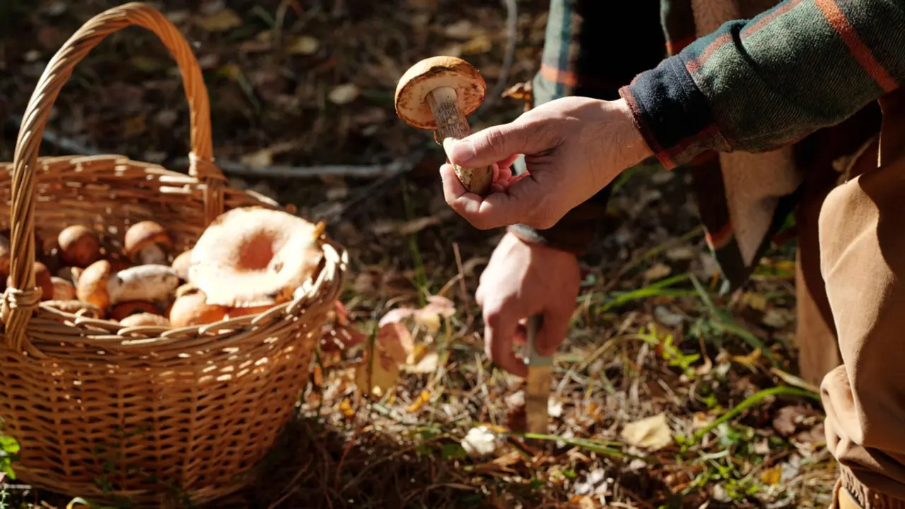 Ca&ccedil;adors de bolets i plats de tardor a Castell&oacute;