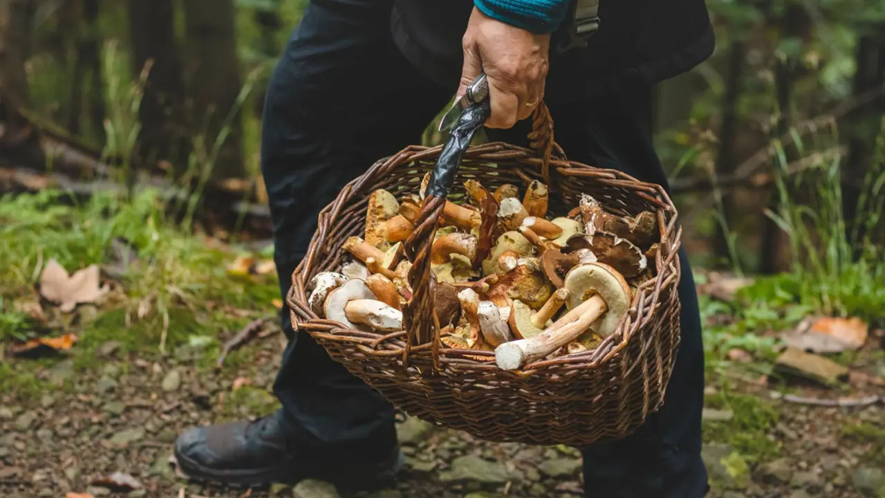 El bosc micol&ograve;gic m&eacute;s desitjat de Catalunya