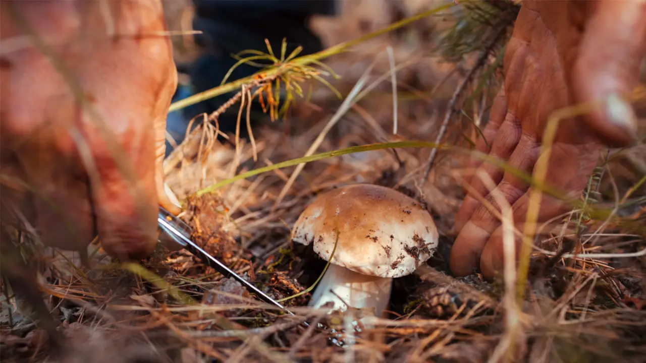 Bolets al bosc del Solson&egrave;s