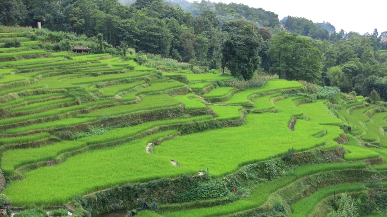 Arrossars de Yuanyang, a la Xina. Foto de nadiuviatges.com