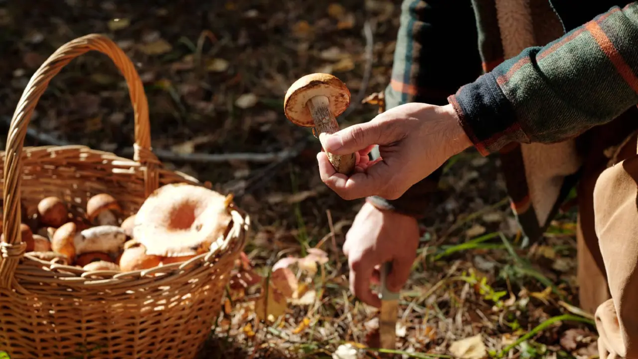 Cistells, t&ograve;fones i bolets amb accent cordov&egrave;s