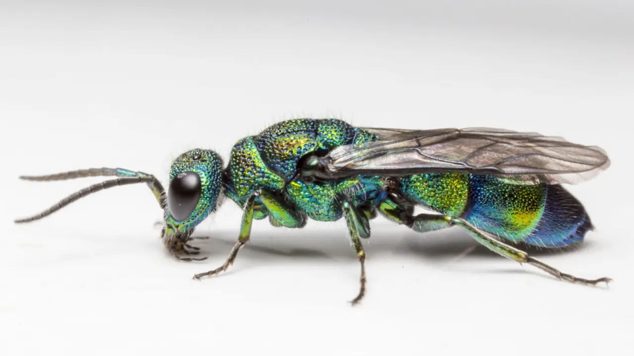 Una vespa sobre Tarragona