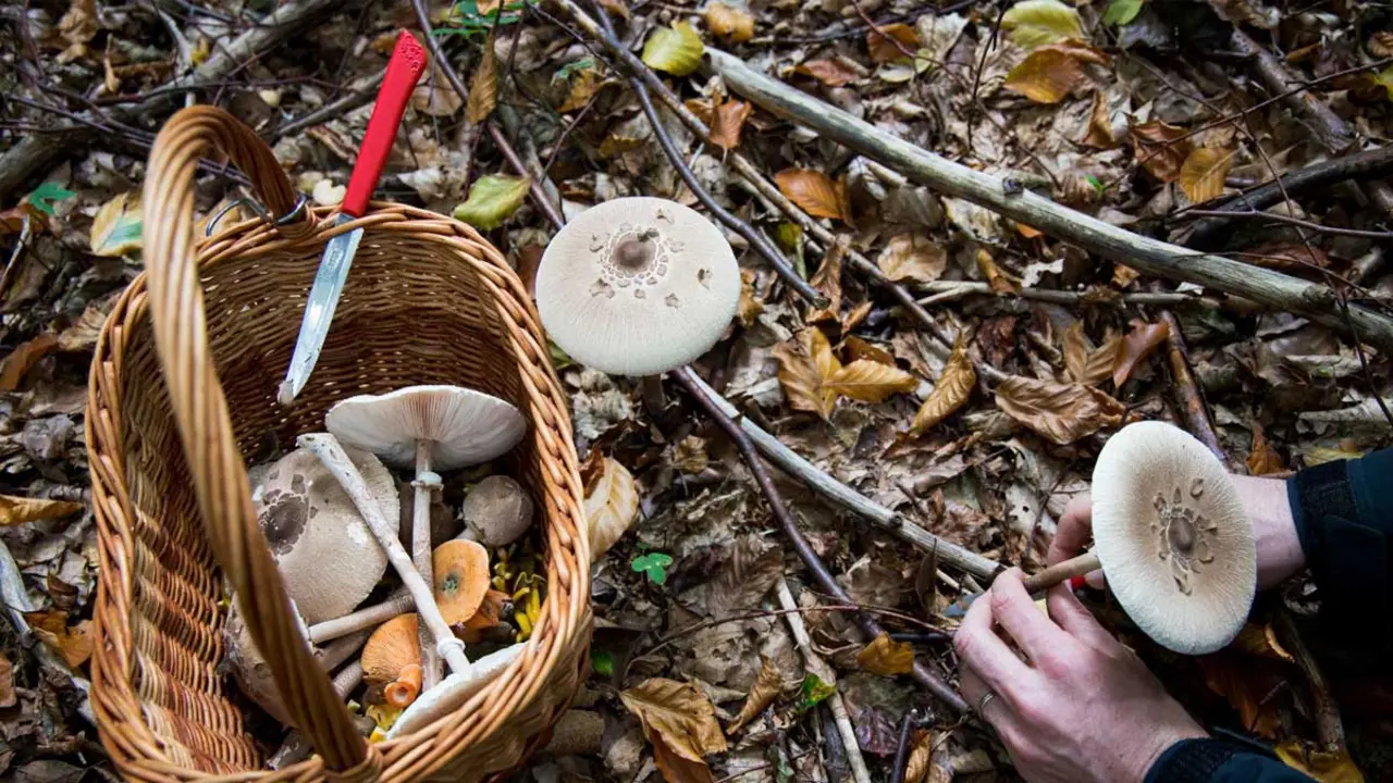 Bosc pintat de Vimbod&iacute; i Poblet, entre bolets i monjos
