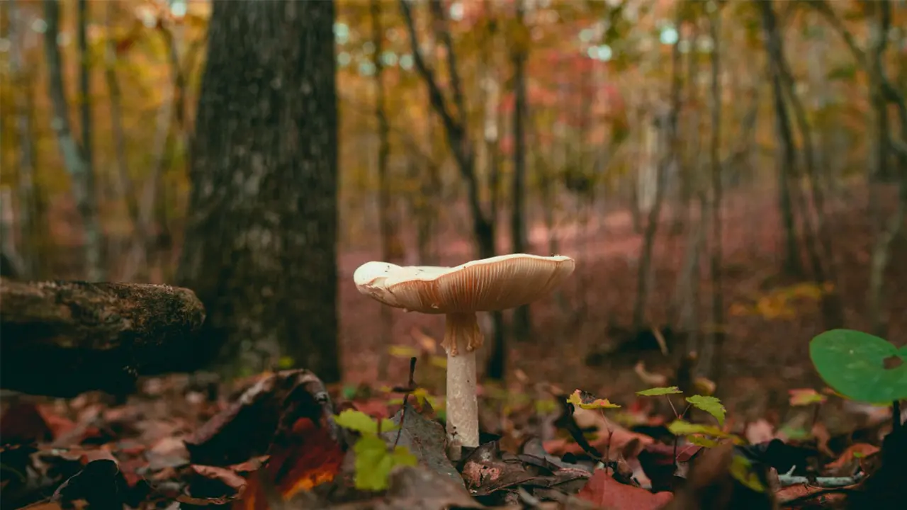 Bolets de tardor al bosc de Castellfollit, Vimbod&iacute; i Poblet