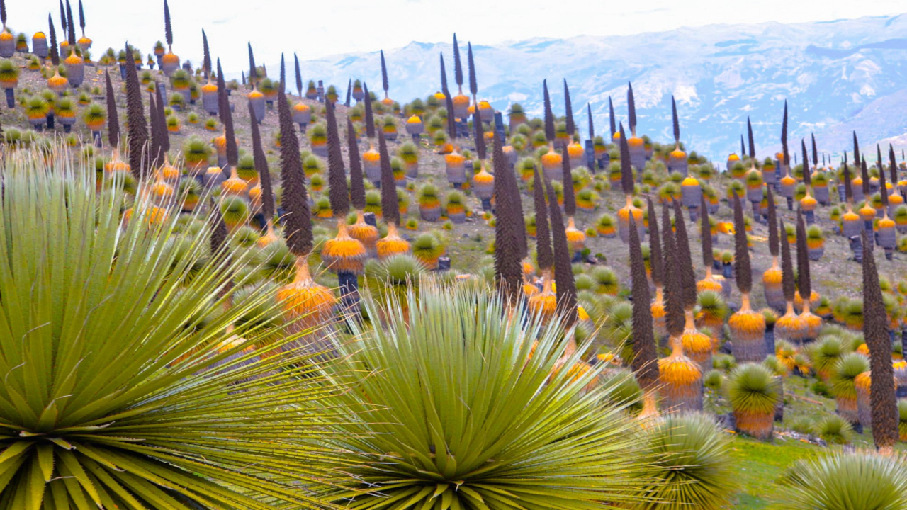 titankayoc-puyas-raimondi-agroportal.com_
