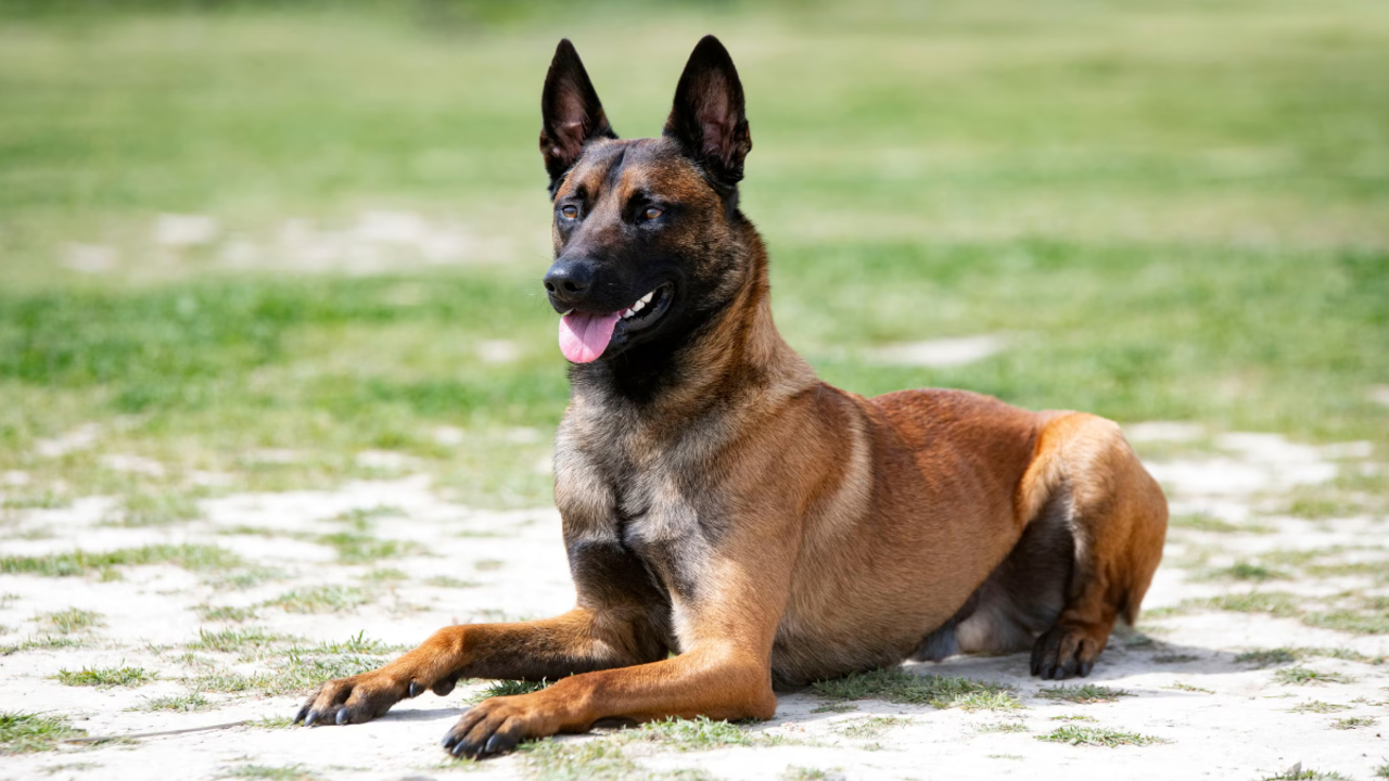 pastor-belga-malinois
