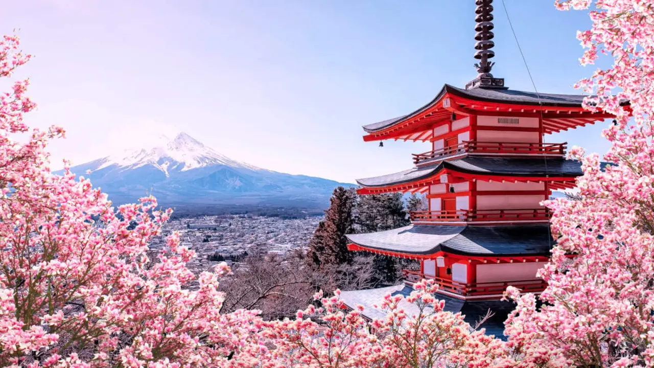 Espectacular paisatge dels Cirerers florits al Jap&oacute;. Foto de Avgtravels.com
