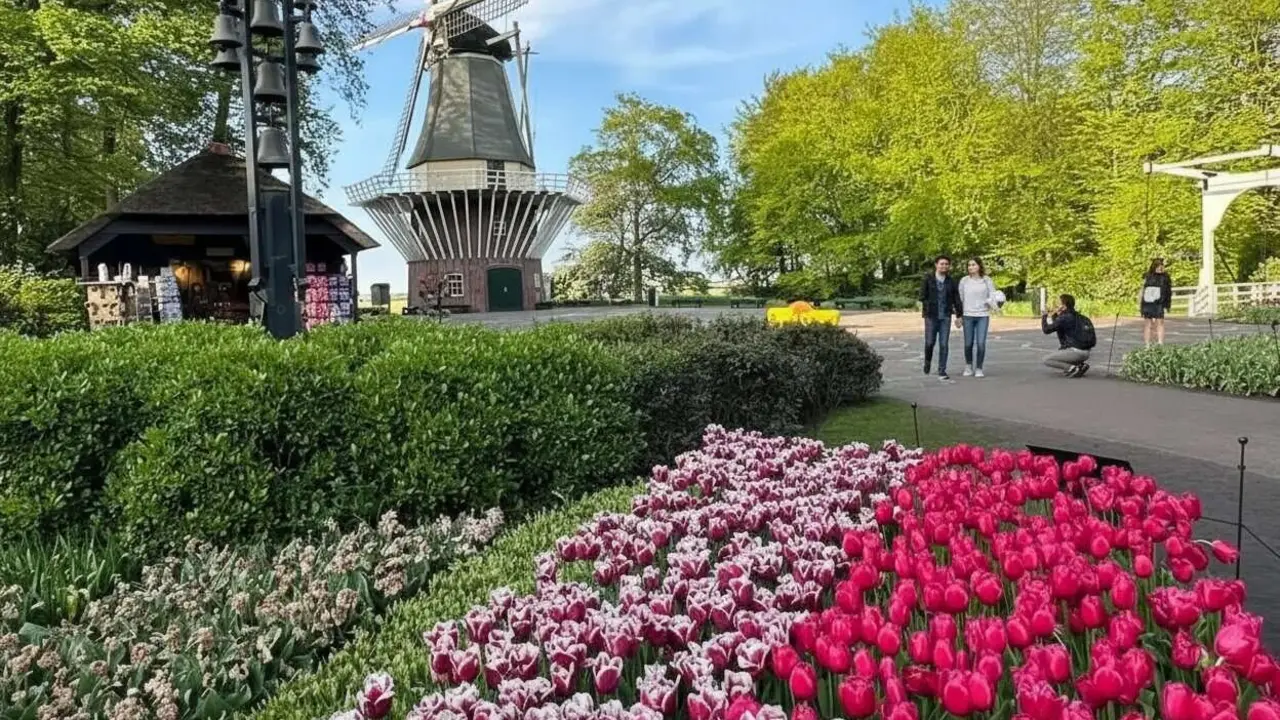 Vista panor&agrave;mica dels tulipans a Keukenhof, el jard&iacute; de primavera m&eacute;s bonic i espectacular d&rsquo;Europa obert de mar&ccedil; a maig.