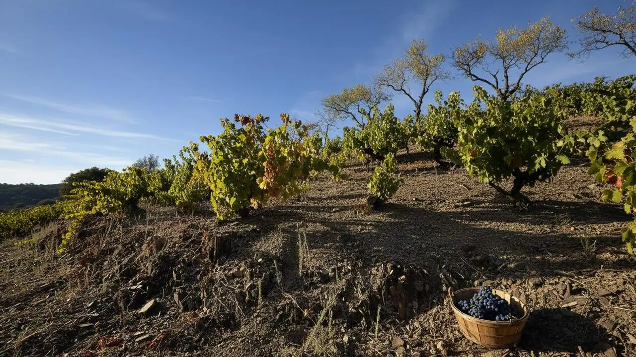 Sis cellers catalans reconeguts internacionalment per la seva qualitat, hist&ograve;ria i comprom&iacute;s amb la sostenibilitat en 2026