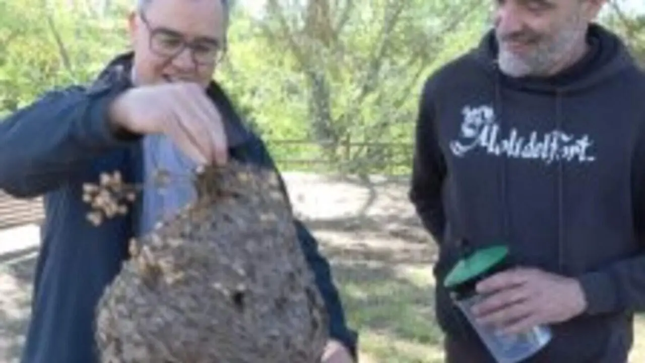 Vespa asi&agrave;tica a Valls 2026: estrat&egrave;gies i accions per controlar la invasi&oacute; i protegir l&rsquo;entorn local