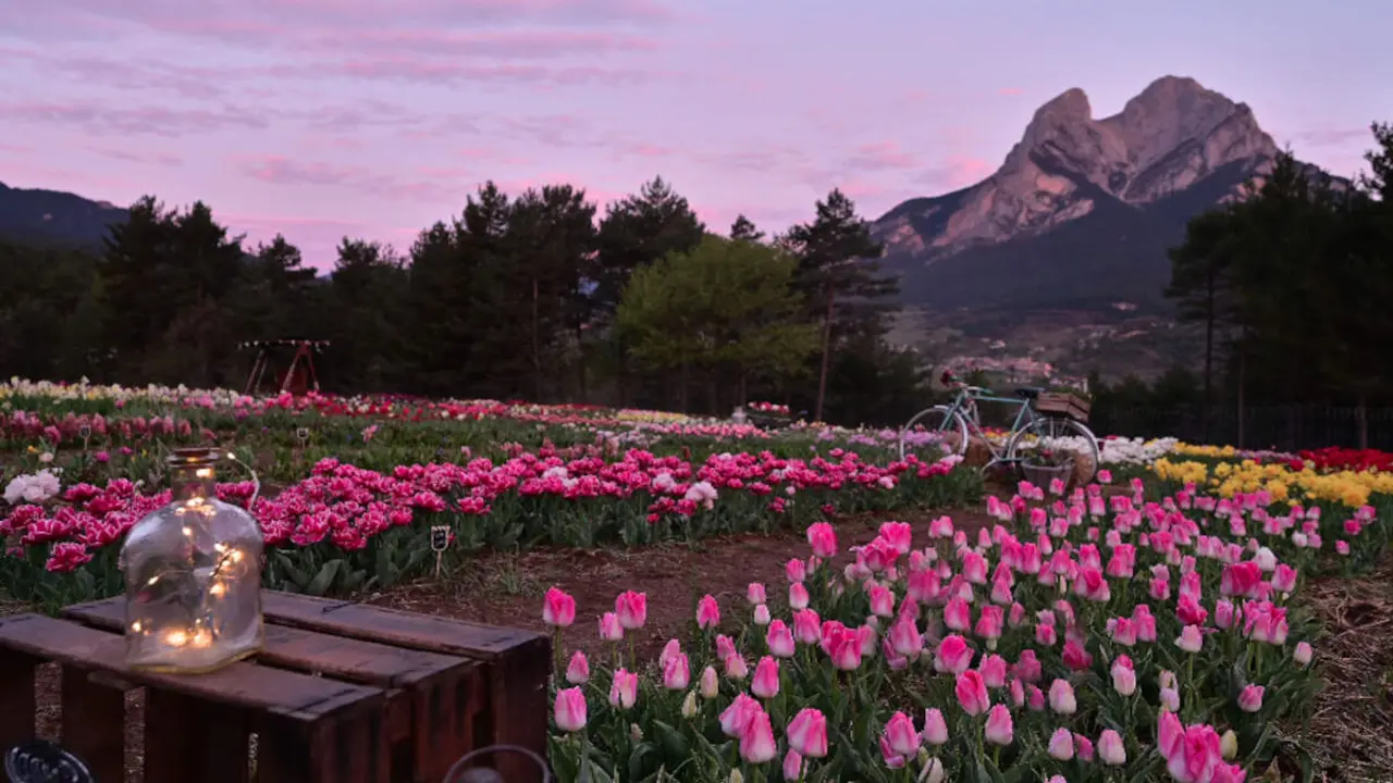 Espectacular vista del camp de tulipes al peu del Pedraforca. I no! Per estrany que sembli, aquesta imatge no ens la generat l'IA, &eacute;s de Tulipmania.es