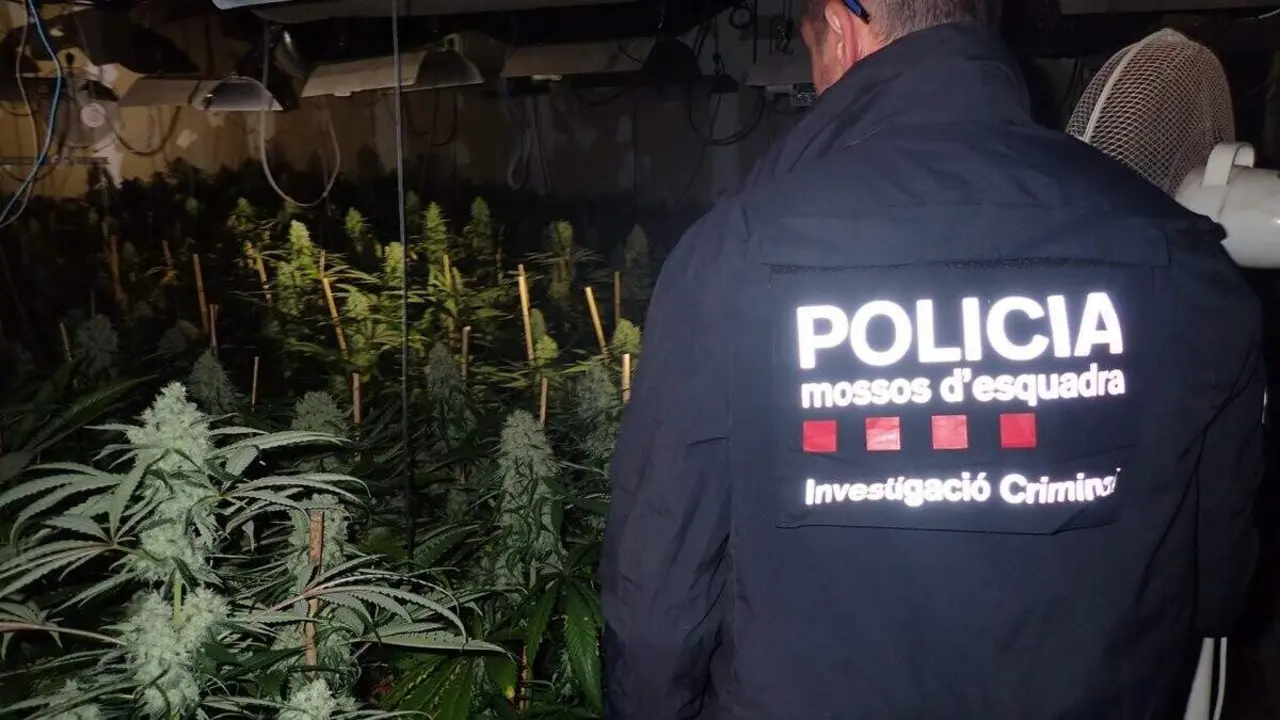 Plantes de marihuana intervingudes a Santa B&agrave;rbara en operaci&oacute; policial amb m&eacute;s de 1.100 unitats i valor de 55.000 euros &mdash; Imagen de la Fuente