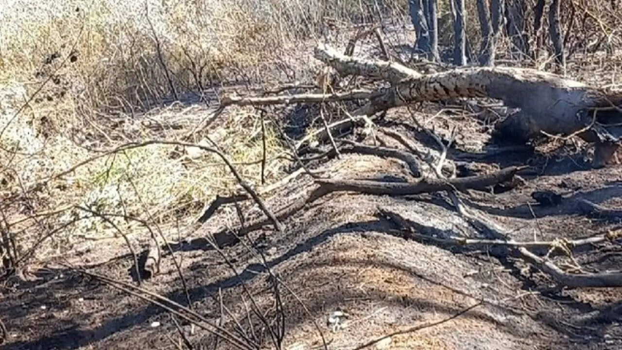  Incendi a Riba-roja d&rsquo;Ebre crema 2,7 hect&agrave;rees i ja est&agrave; controlat 