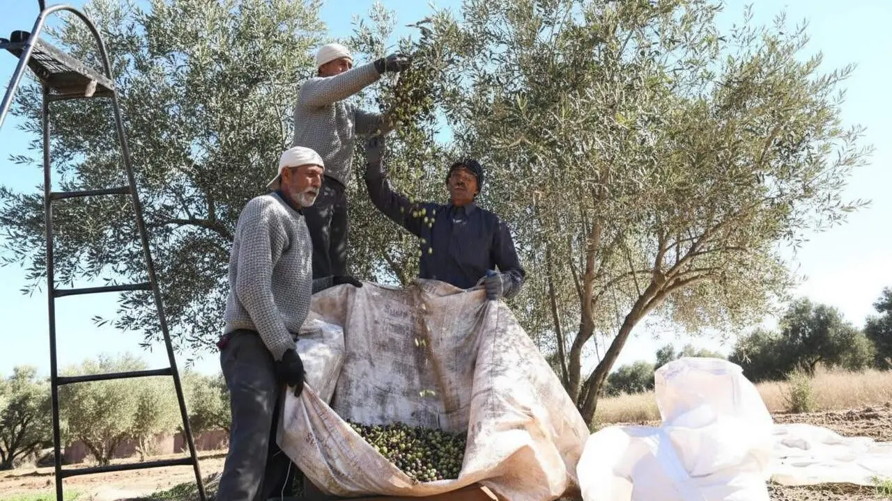  Marruecos s&rsquo;erigeix com el quart prove&iuml;dor principal d&rsquo;oli d&rsquo;oliva a Espanya amb un creixement sorprenent en un any &mdash; Imagen generada por IA 
