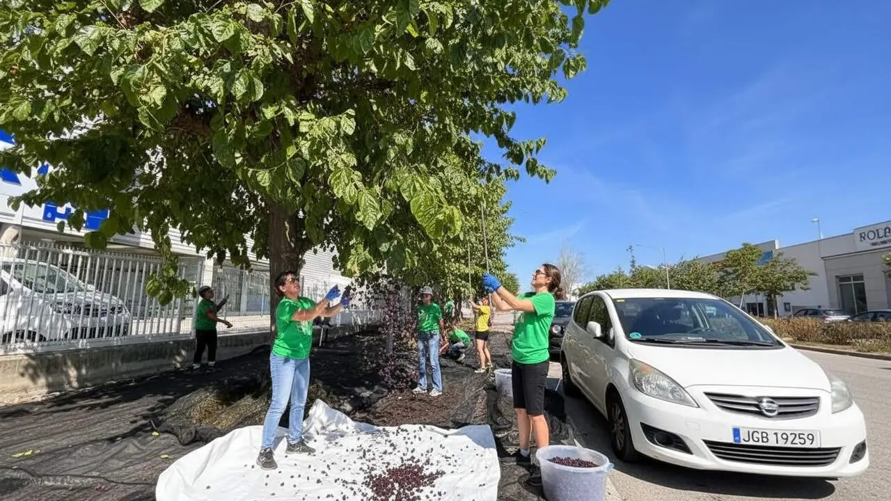  Espigoladors recull mores a Matar&oacute;, descobrint un fruit aut&ograve;cton que sorpr&egrave;n per la seva sabor i qualitat natural &mdash; Imagen generada por IA 
