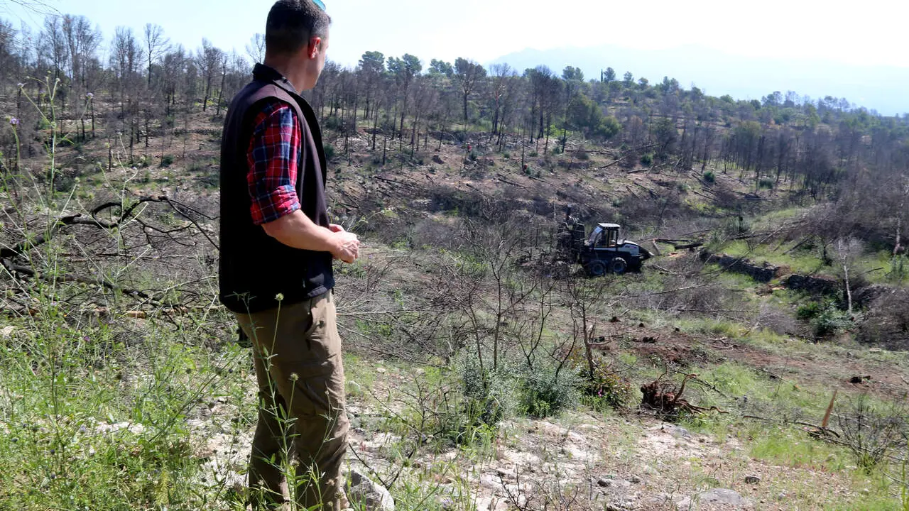 Treballs d&rsquo;empreses forestals retirant arbres cremats a Pa&uuml;ls sense cap cost per als ve&iuml;ns i propietaris &mdash; Imagen de la fuente