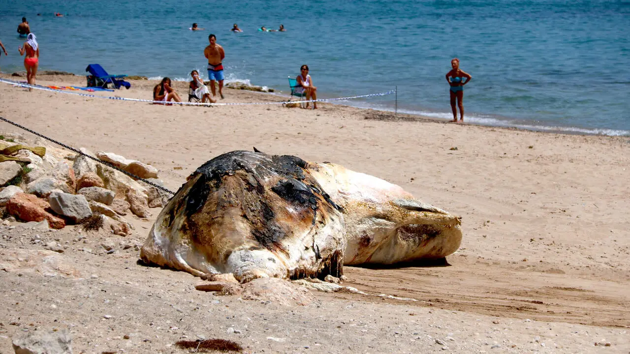 Una balena morta a la platja de l'Almadrava a Vandell&ograve;s amb bany prohibit fins la neteja completa &mdash; Imagen de la Fuente