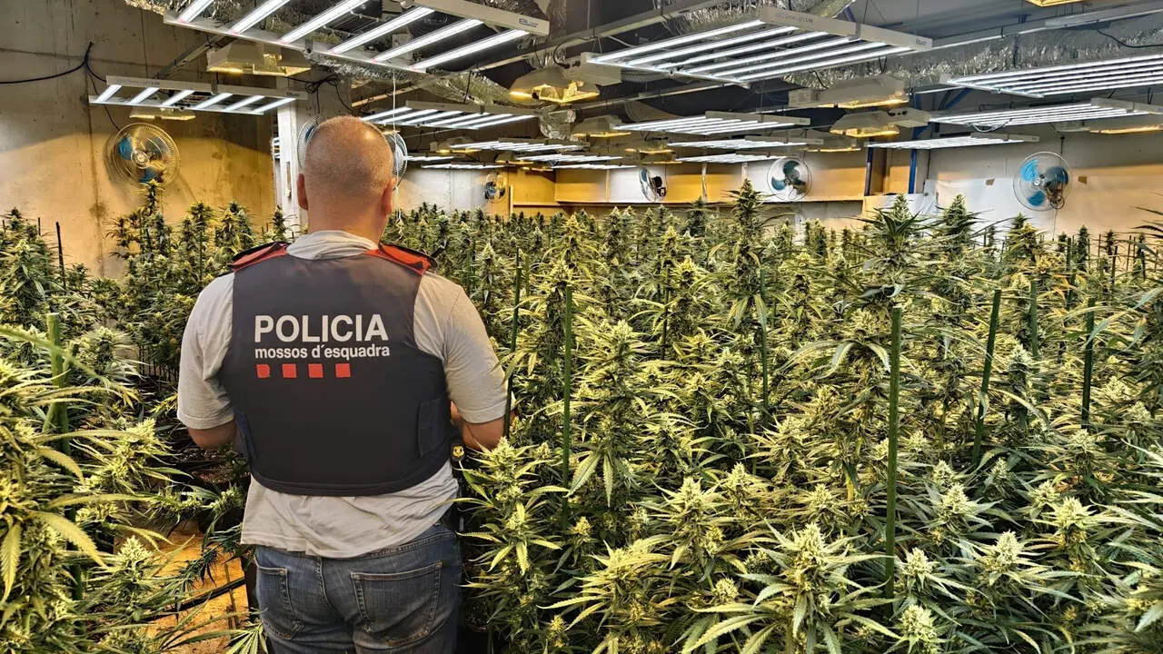 Detenci&oacute; a Roquetes d&rsquo;un home amb m&eacute;s de 500 plantes de marihuana i frau el&egrave;ctric durant un operatiu policial &mdash; Imagen de la fuente