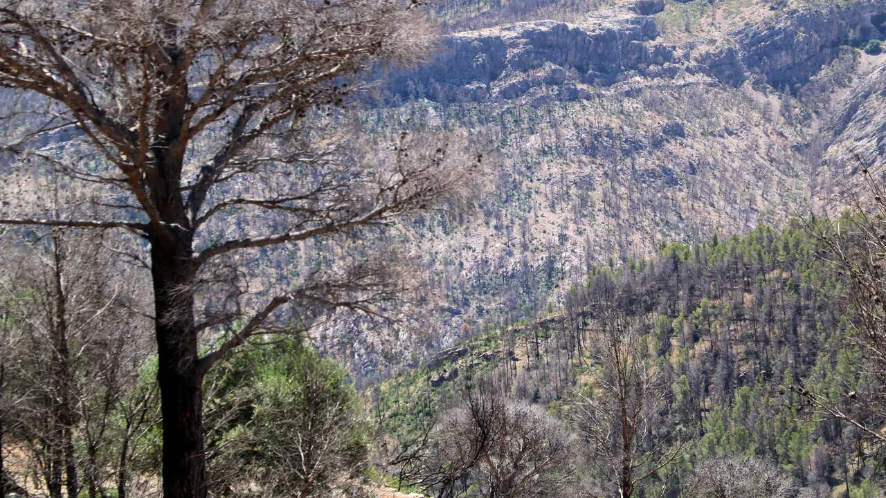 Paisatge cremat i despoblat despr&eacute;s de l'any del foc de Pa&uuml;ls a Xerta amb esperances d'ajudes pendents &mdash; Imagen de la Fuente