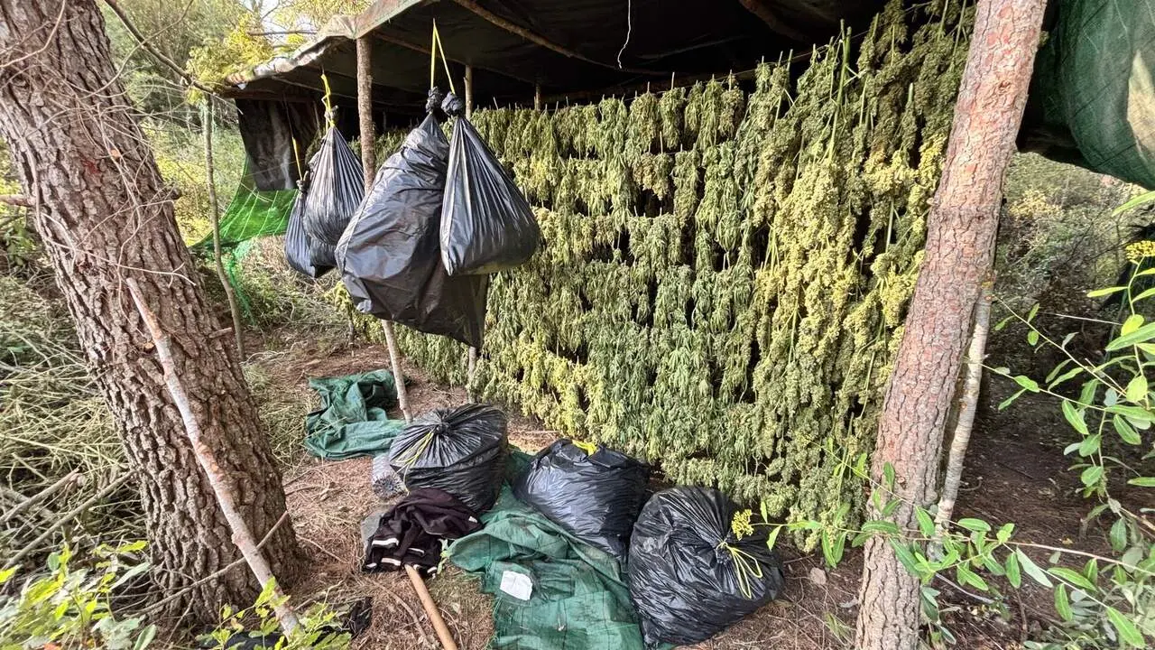 Plantaci&oacute; de marihuana desmantellada a Montblanc