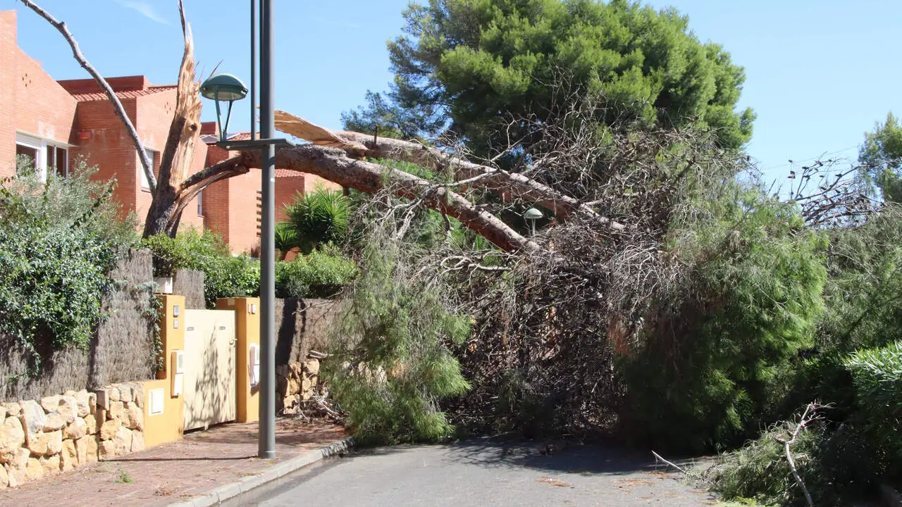  Imatge d'un arbre caigut a la M&oacute;ra 