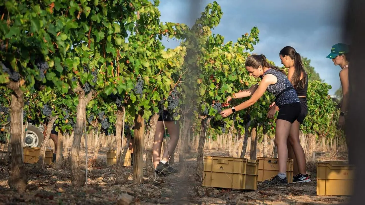  Mas dels Frares avan&ccedil;a la verema: calor, M&eacute;s de 25.000 kg i bons vins negres 