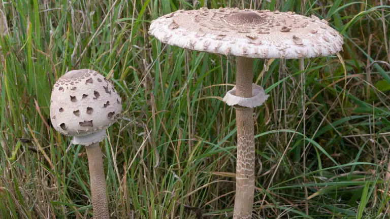 Paloma - Viquip&egrave;dia