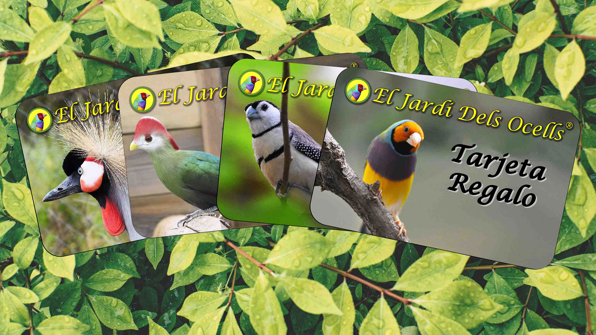 jardí-ocells-moja-cartell