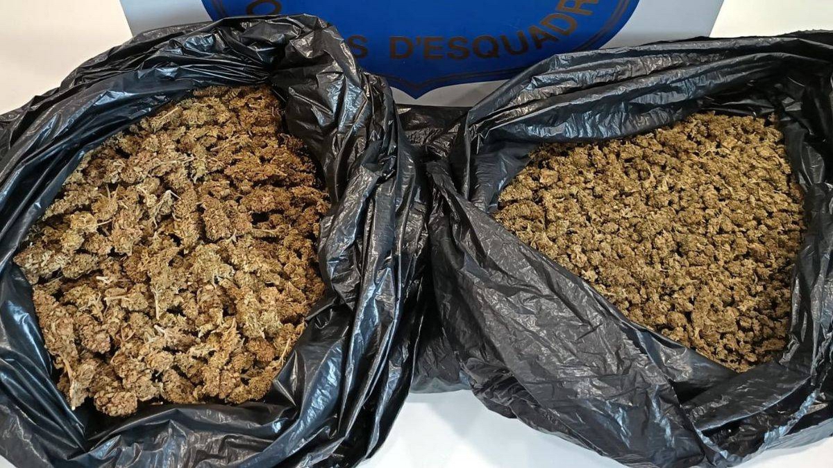 marihuana-incautada-mossos