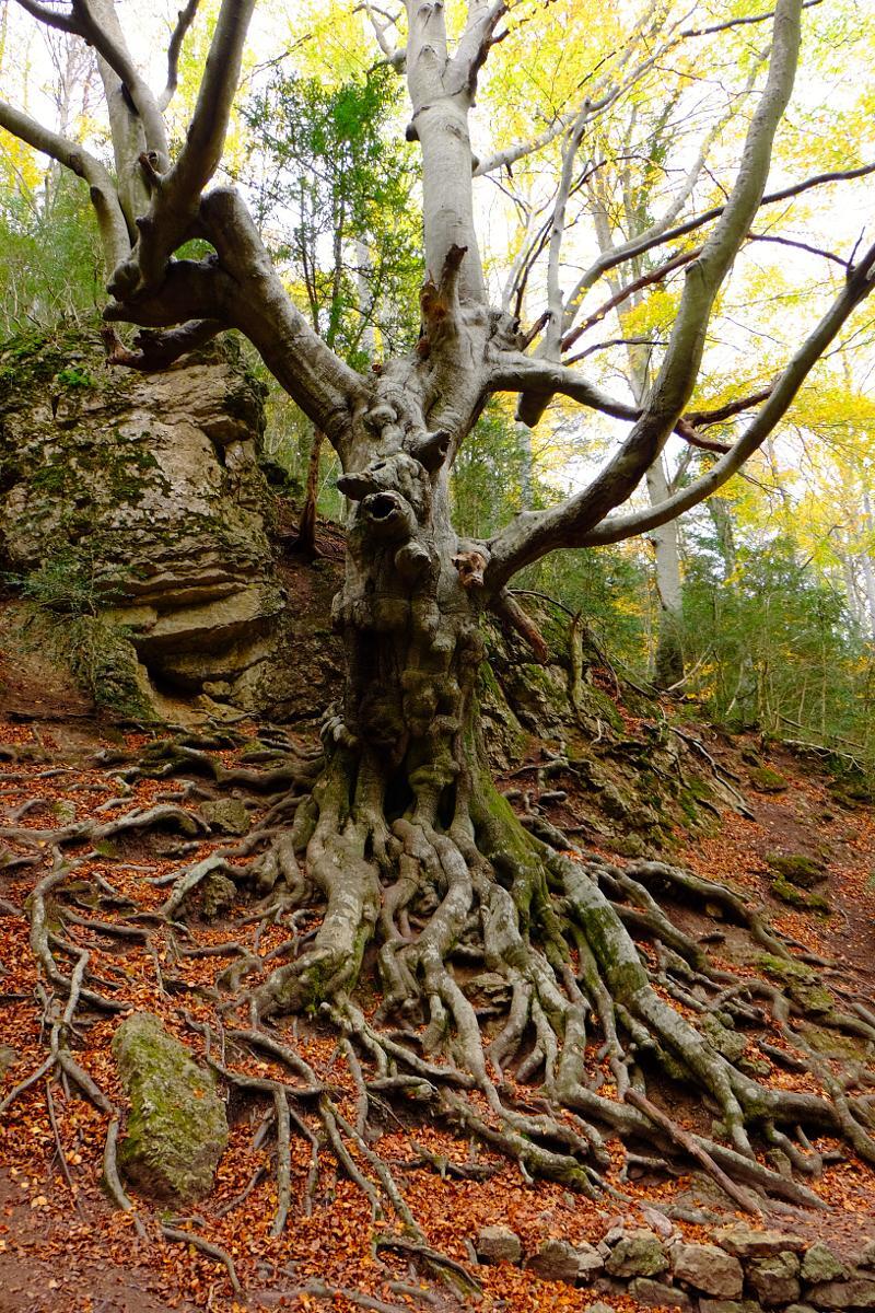 faig-pare-ignacio.ds-local-hiker