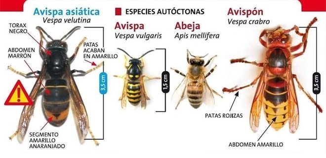Avispa asiàtica. Imatge colmenasapierlea.com