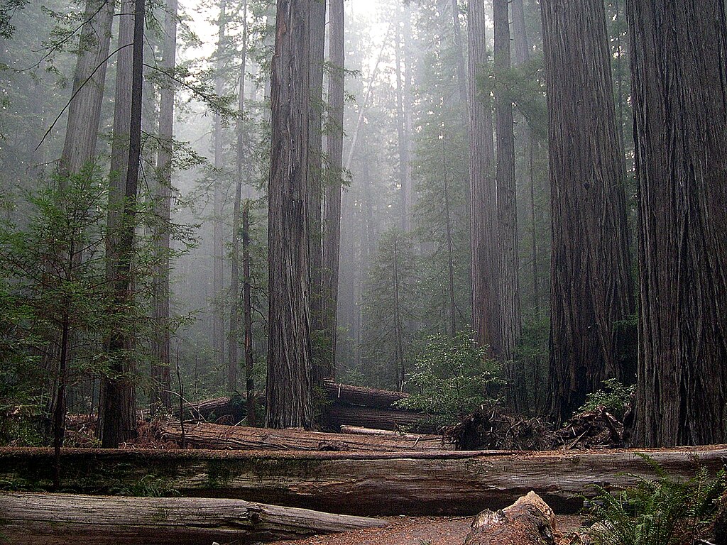 Rockefeller_Forest_Sequoia_sempervirens-Jason Sturner-wc