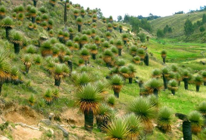 bosc-puyas-de-Raimondi-@AyacuchoT